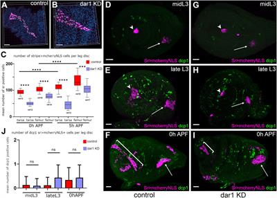 Transcriptomic and Genetic Analyses Identify the Krüppel-Like Factor Dar1 as a New Regulator of Tube-Shaped Long Tendon Development